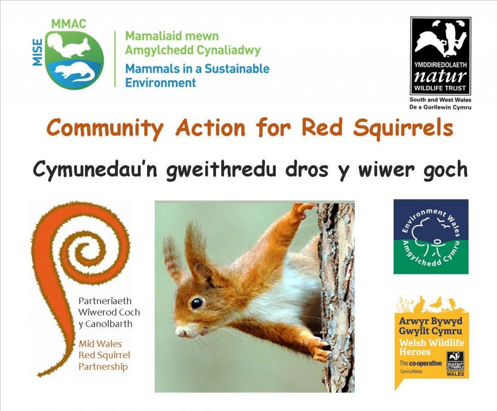 Rhandirmwyn - Squirrel community event poster 0714