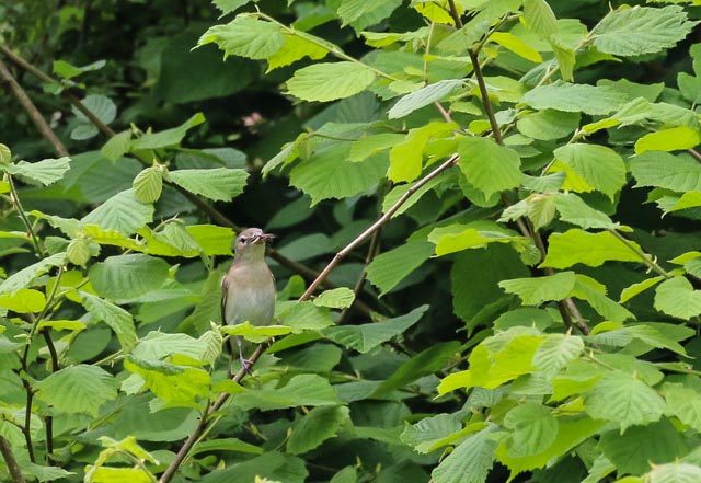 garden warbler