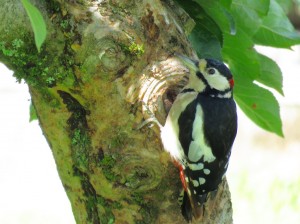 woodpecker2